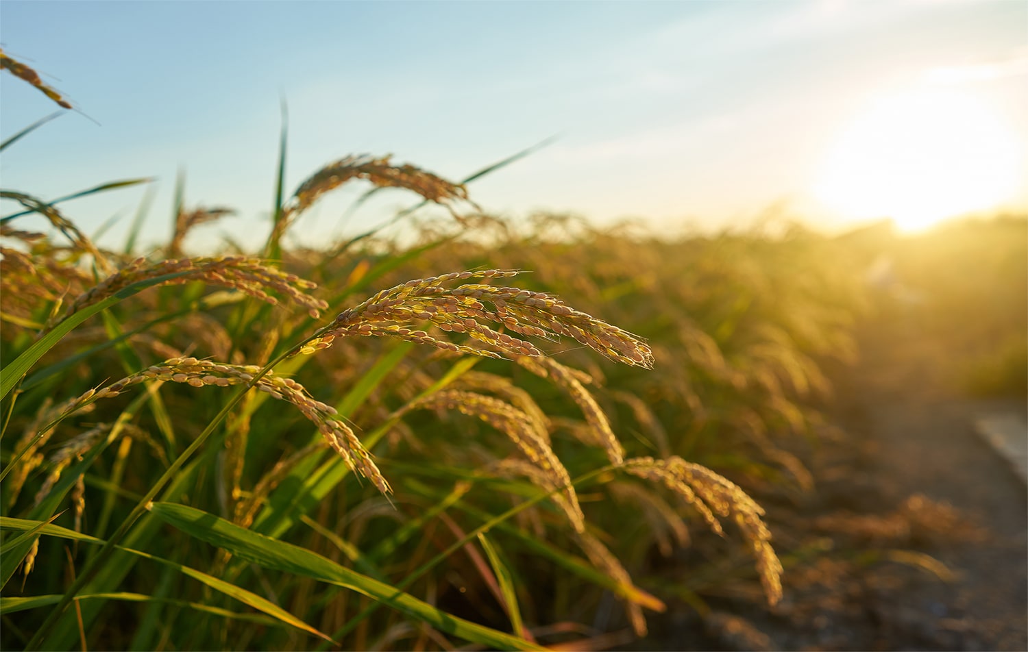 Yield Farming