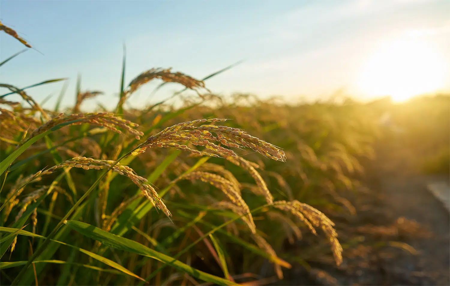 Yield Farming