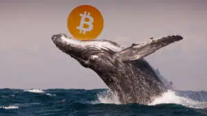 As BTC Surges Past 48000 Are Bitcoin Whales Playing Pump and