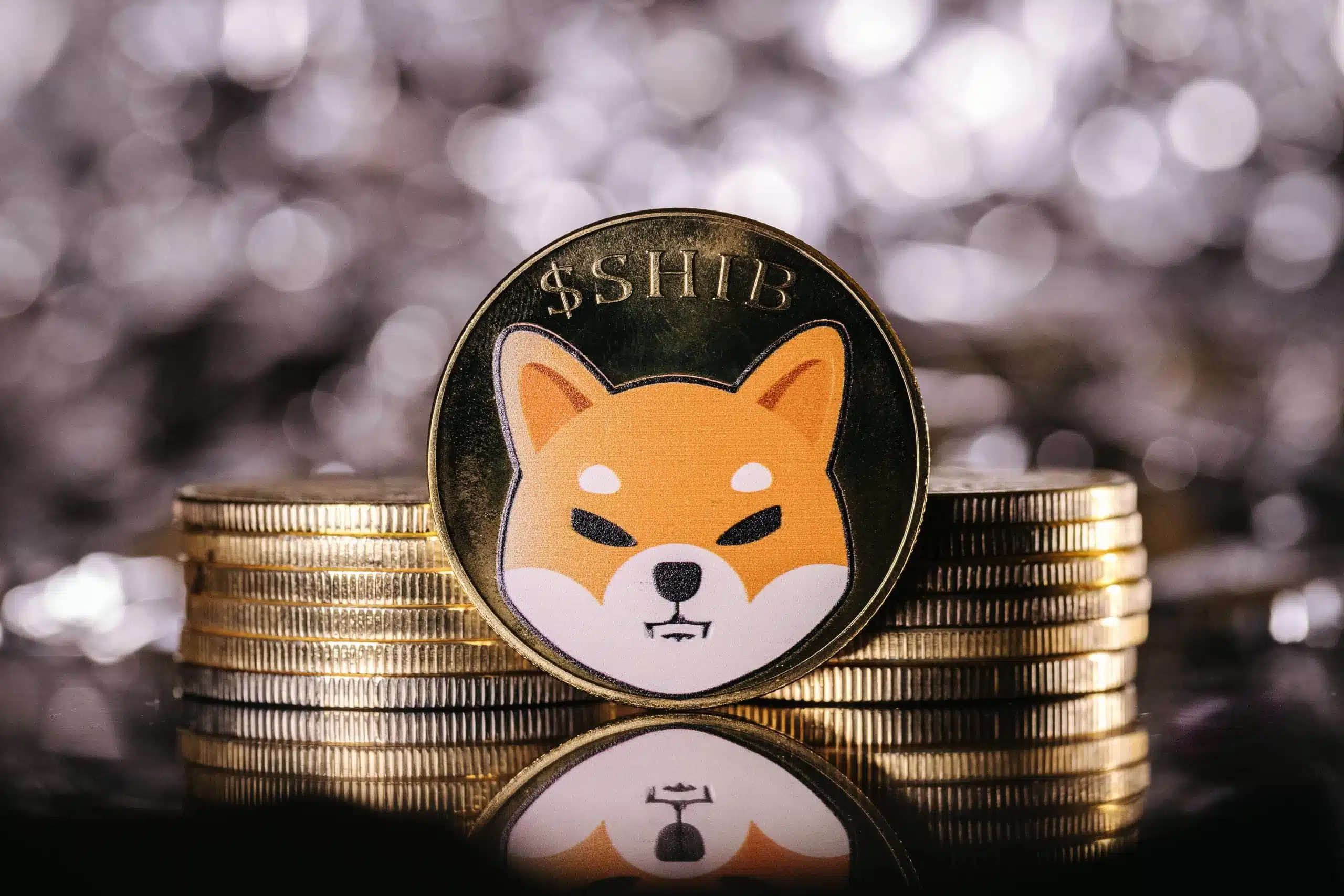 shiba inu